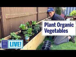 How To Plant Organic Vegetables This