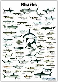 Sharks The Sharks Of The Word Chart Types Of Sharks