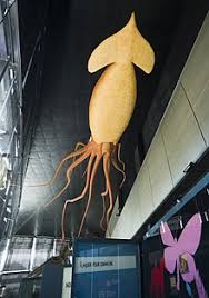 největší chobotnice na sete location