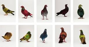 Bird flu symptoms in people can vary. Pigeons And Homes The Rats Of The Sky Critter Control Of The Triangle