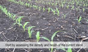Corn Stand Evaluation And Replant Considerations Dupont