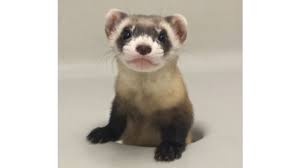 Both ferrets and polecats belong to the weasel family. Ferret Makes Debut As 1st Clone Of Us Endangered Species Fox 59