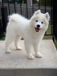 Fluffy Dogs - Top 8 Cutest Fluffy Dog Breeds - BSB