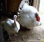 how-long-do-turkeys-live-as-pets