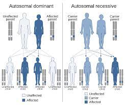 Recessive traits may skip generations and will affect both genders equally. Dominance Genetics Wikipedia