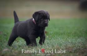 She has soft fur, a posable body and a magnetic mouth to hold a charges for gift cards, shipping and processing, and sales tax; English Chocolate Lab Puppy For Sale Stocky Lab Puppy Chocolate Labrador Puppies For Sale English Lab Puppies Labrador Puppy Labrador Puppies For Sale
