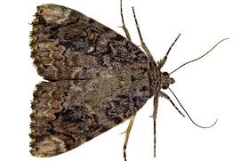 identify carpet moths eggs and larvae