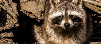 Next comes how to get rid of the raccoons for good. How To Get Rid Of Raccoons Under Your Deck Chem Free Blog