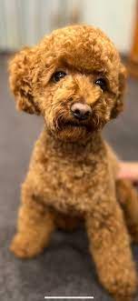 miss coco small female poodle dog in