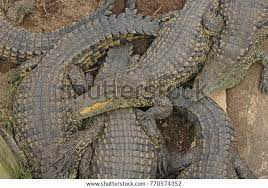 Group Young Crocodiles Stock Photo 770574352 gambar png