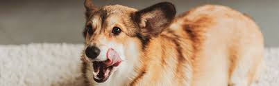 water additives for dogs dental health