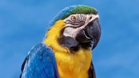 Image result for about blue and gold macaws