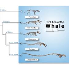 Whale Evolution Theory Prediction And Converging Lines Of
