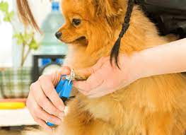 cost to sedate a dog for nail t