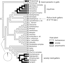 Evolution Of The Gall Wasp Host Plant Association