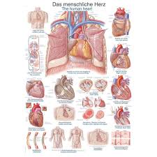 The Human Heart Educational Chart