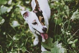 Common Poisonous Plants For Dogs