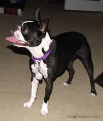 Boston Terrier Dog Breed Information And Pictures
