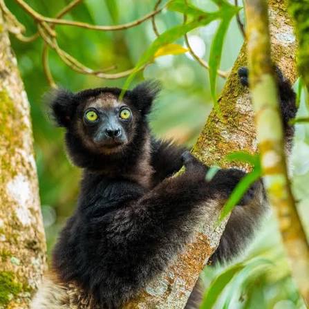 The indri: the world's largest living lemur! Indri are not only the largest living lemur, weighing between 13-21lbs and measuring 25-28 inches in length, but they also have one of the longest