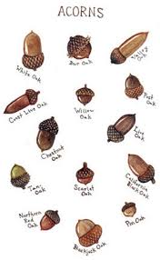 a field guide to diffe acorns