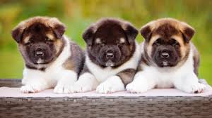 Do not purchase a puppy from a breeder who cannot provide you with written documentation that the parents were cleared of health problems that affect. Akita Mix Puppies For Sale Greenfield Puppies