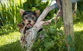 arrivée d un chiot à la maison 8