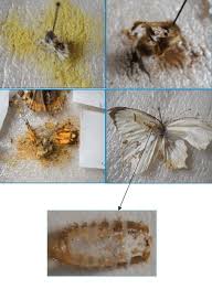 pupal cases of larvae of carpet