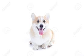 白い背景で隔離のコーギー子犬の写真素材・画像素材 Image 60932655