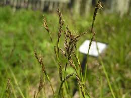 Carex pediformis - Wikipedia
