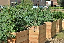 Build Raised Beds For Home Garden