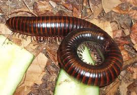 Millipedes, Millipede Pest Control