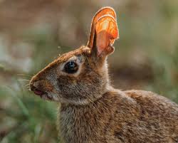 eastern cottontail rabbit history