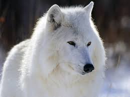49 free wolf pictures wallpaper