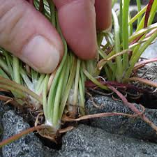 Plantago maritima (seaside plantain): Go Botany