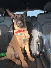 These dogs are fast, agile, and extremely athletic. Any Training Advice For My 15 Week Old Belgian Malinois Puppy What Training Methods Tips And Skills Are Best To Be Teaching Her At This Young Age To End Up With A Excellent