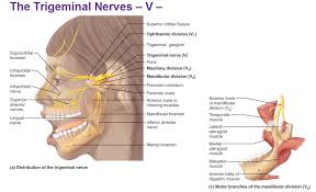 Peripheral Nervous System Cranial Nerves