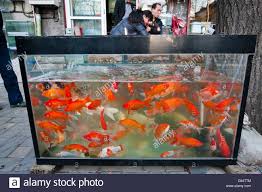 The staff are so helpful, and are the most pleasant staff i have ever encountered in any shop (pet shop or otherwise). Fish Shop Near Me Pet Cheap Online