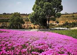 15000 purple creeping thyme seeds for