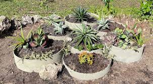 A Succulent Bed In Florida Comes To