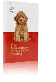 teacup poodle information training