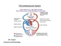 The branches of science that will help you understand the body parts the circulation is divided into two principal systems known as the general or systemic circulation. Anatomy And Physiology The Cardiovascular System