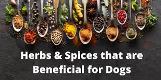 Herbs Spices For Dogs Preventive Vet