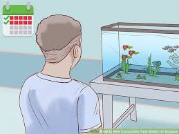 3 Ways To Find Compatible Tank Mates For Guppies Wikihow