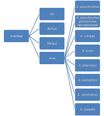 Mallard Classification
