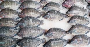 3 types of tilapia fish you should know