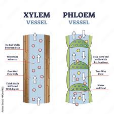 vecteur stock xylem and phloem water