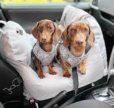 10 Best Dog Booster Seats For Cars