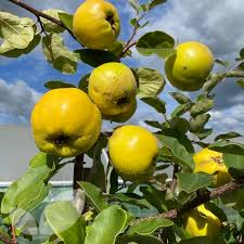 Dwarf Quince Leskovacz Fruit Trees For