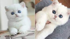 Browse 30,794 white fluffy stock photos and images available, or search for white fluffy clouds or white fluffy cat to find more great stock photos and pictures. This Little Precious Snowball Fluffy Kitten Is Too Cute Fluffy Little White Kitten Youtube
