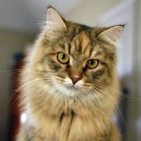 We wonder if she may have some siberian in her. Siberian Rescue Adoptions